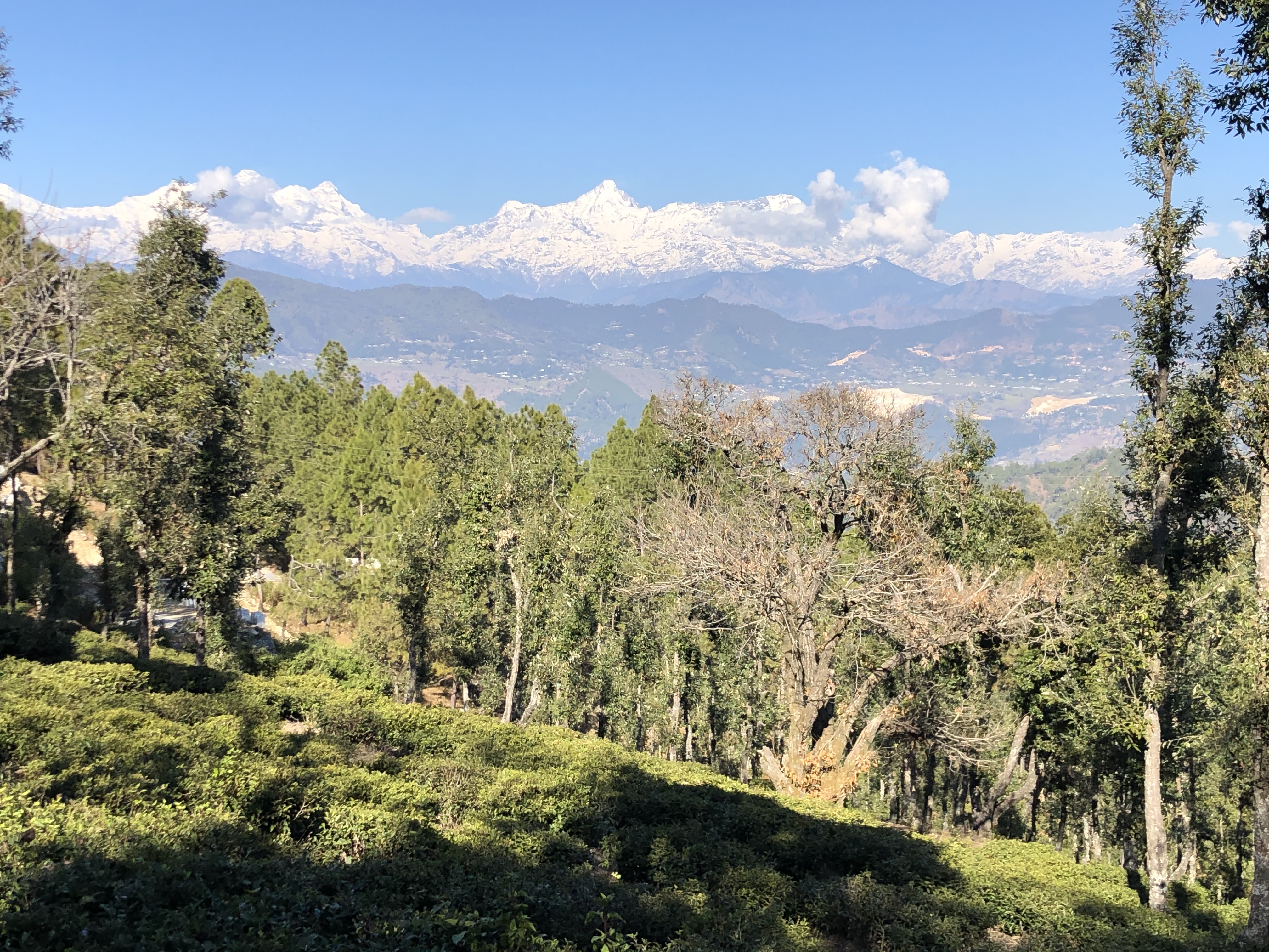 Tea Gardens of Vijaypur (District Bageshwar)