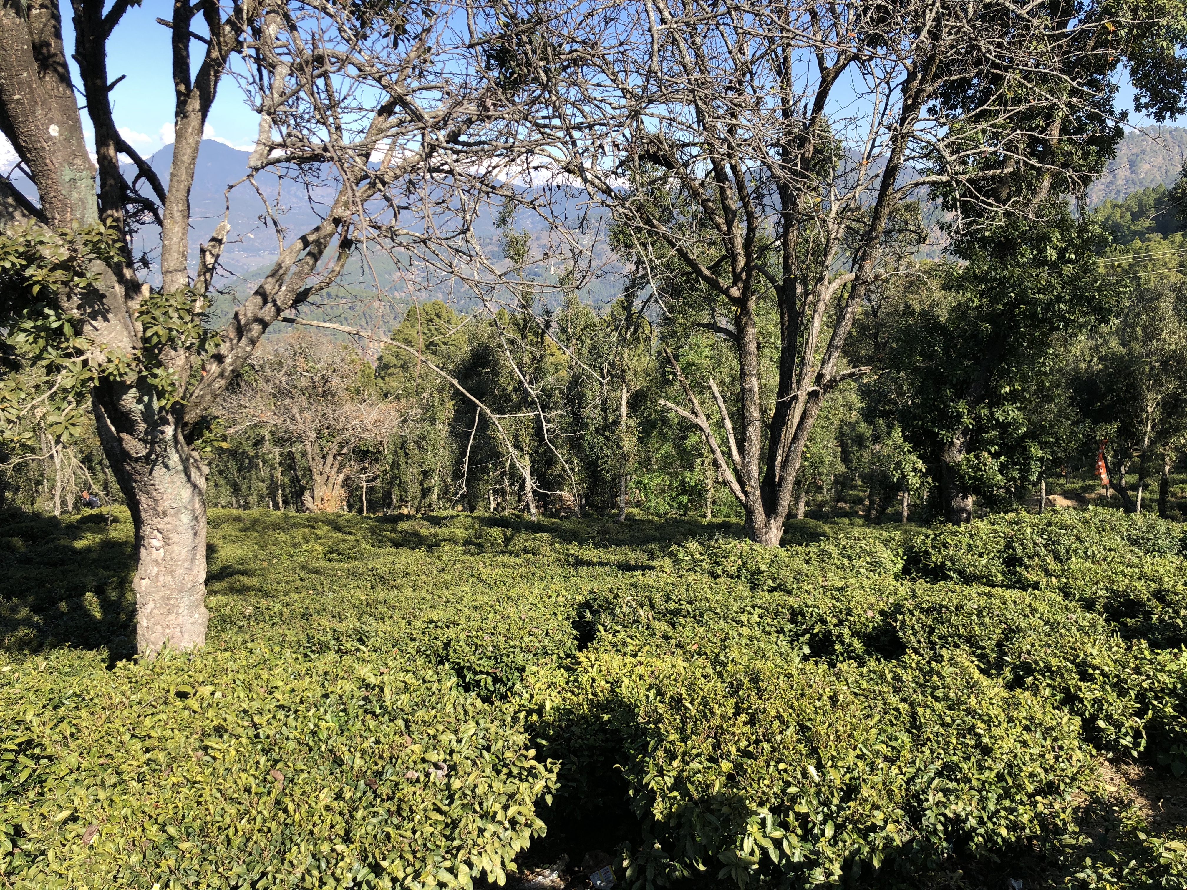 Tea Gardens of Vijaypur (District Bageshwar)