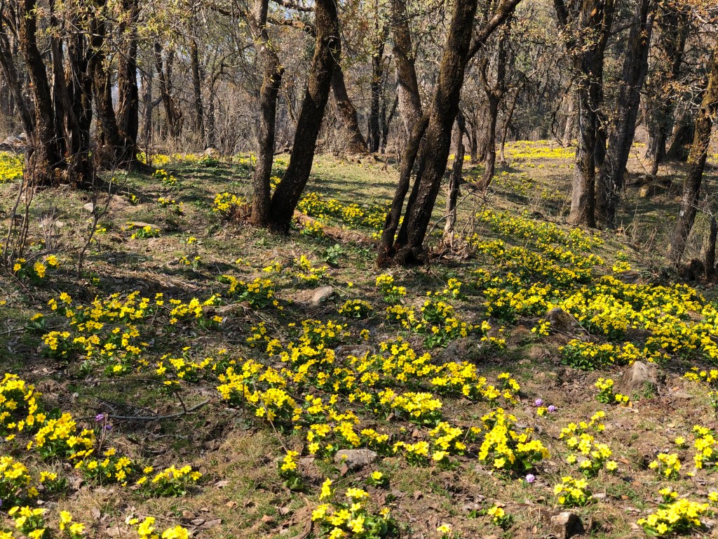 Wildflowers enroute Gulabi Kantha Peak