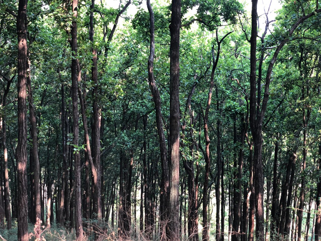 Sal trees enroute Sura Devi Temple