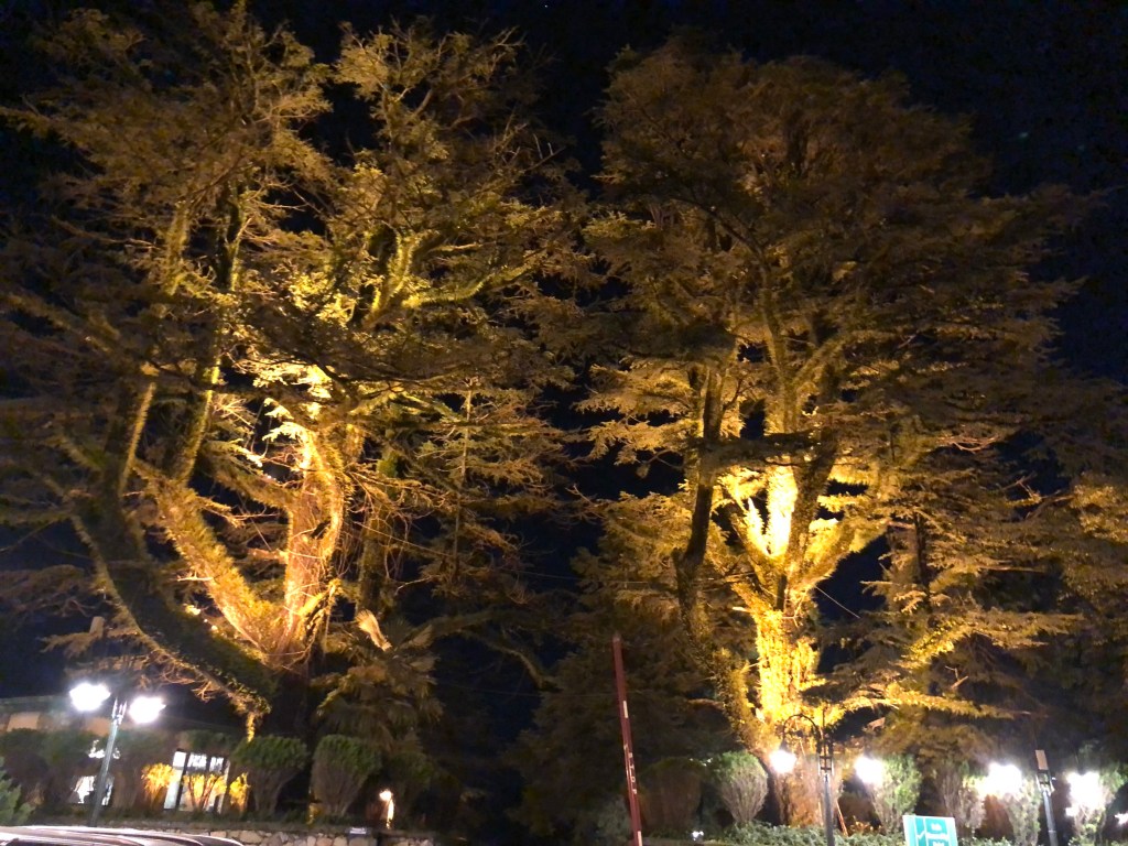 300 year old deodar tree at Hotel Savoy, Mussoorie