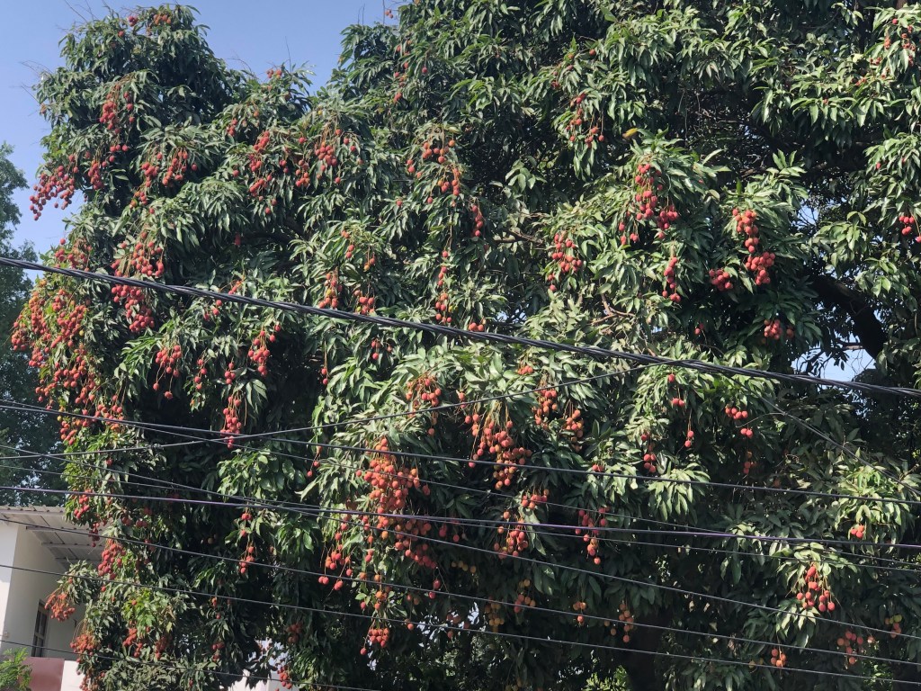 Litchi tree at Mohini Road, Dalanwala, Dehradun