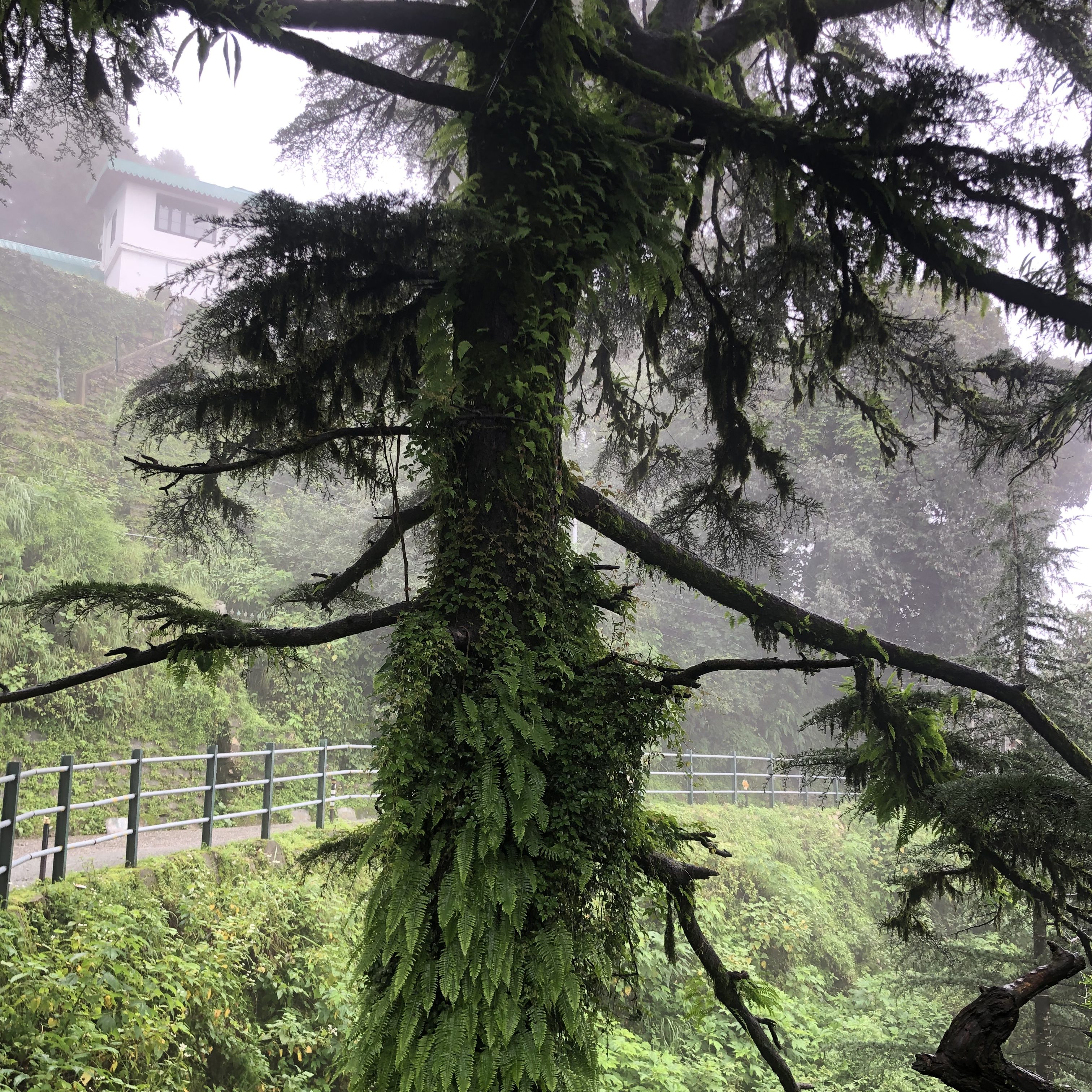 Trees of Landour area