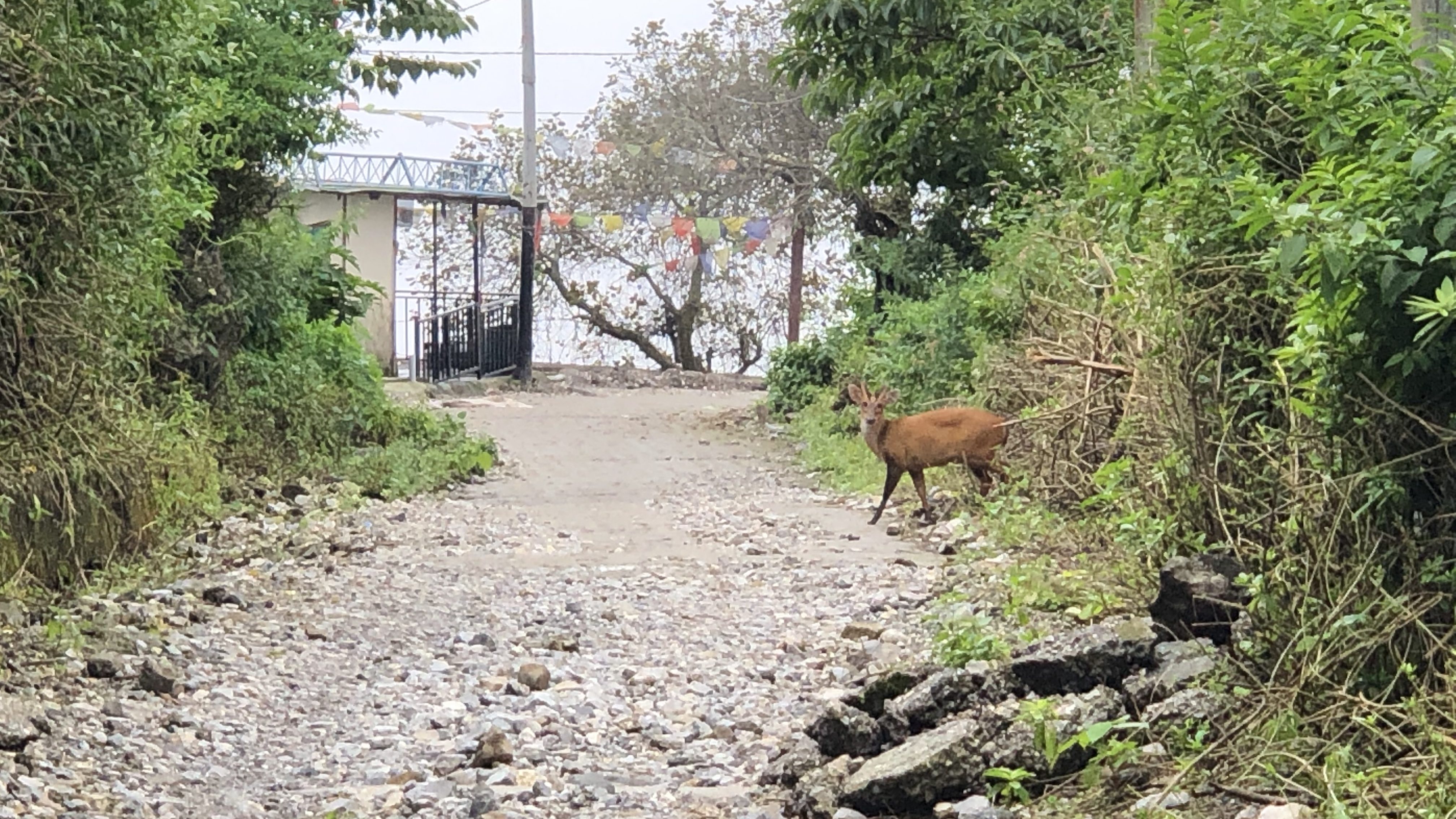 Barking Deer on the trail from Mussoorie to Dehradun