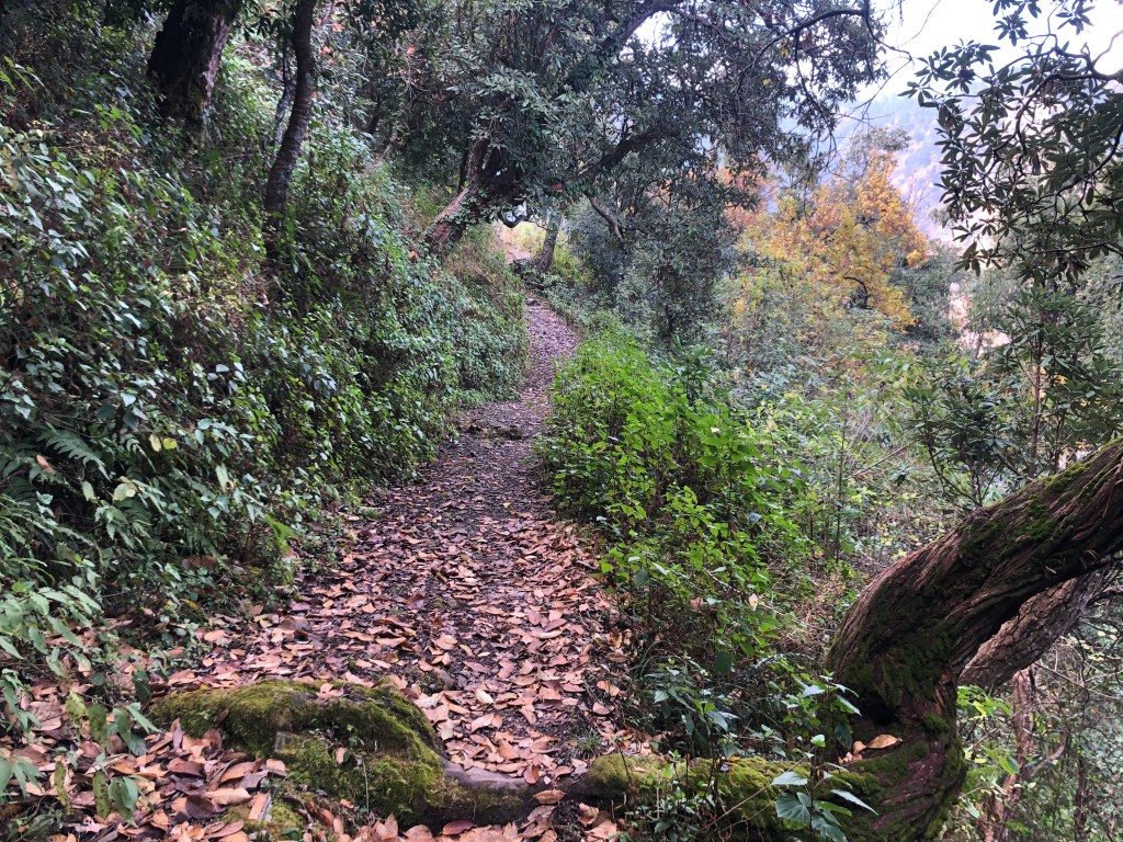 Forested area between Kolti Village and Jabarkhet.