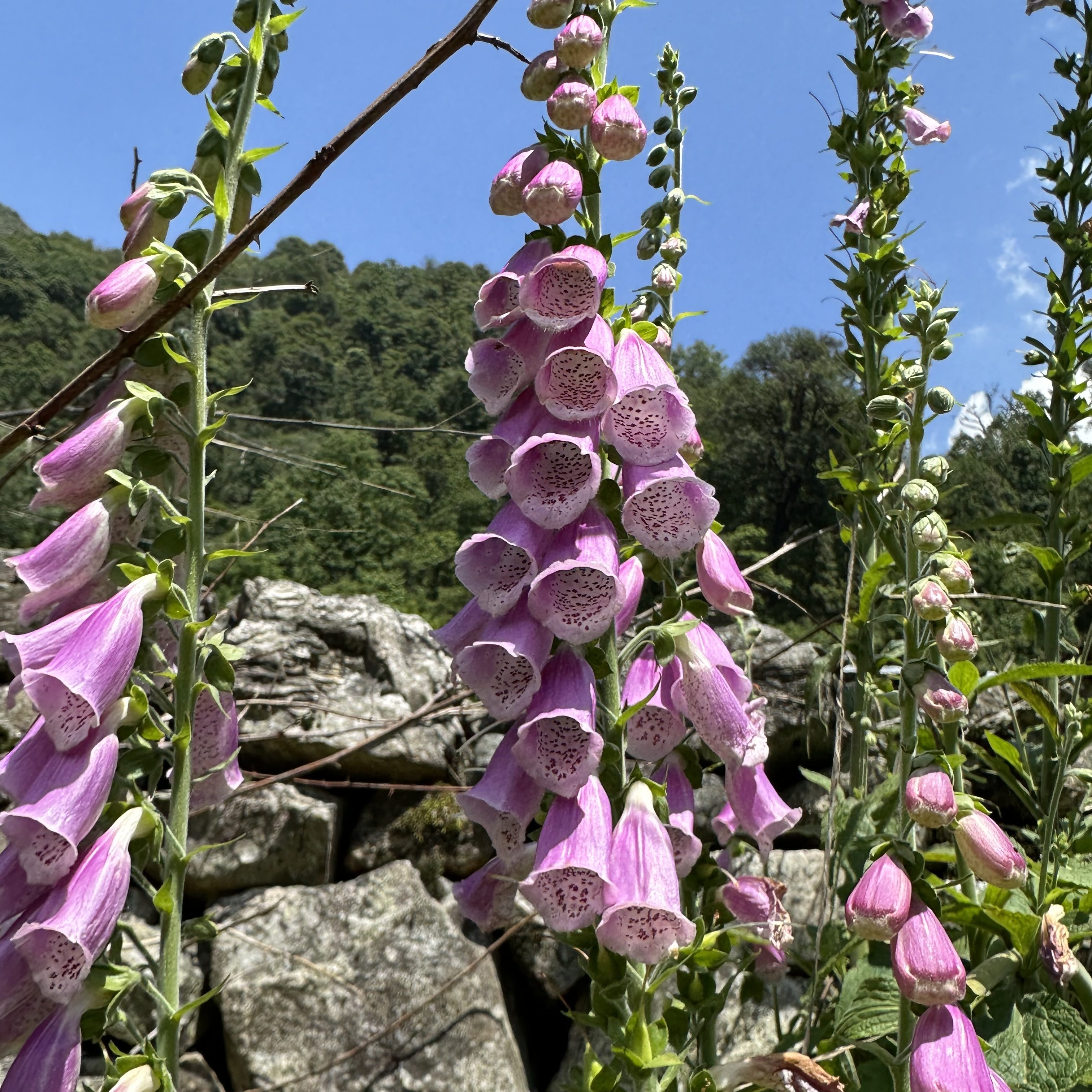 Wild flowers enroute to Dodital. Dodital is a pristine high-altitude lake situated in Uttarkashi district. State - Uttarakhand