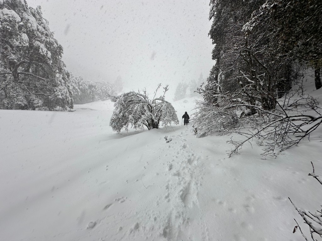 View of the trail between the Campsite and the Barnala Lake. Nestled in district Uttarkashi , Uttarakhand