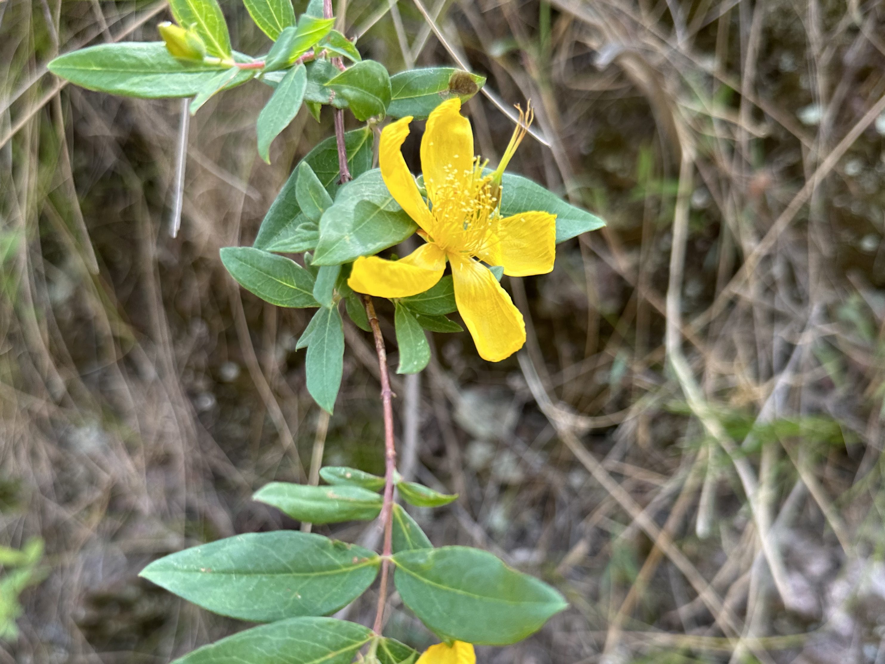 St. John's Wort flower. Jaunsar region. District Dehradun, Uttarakhand
