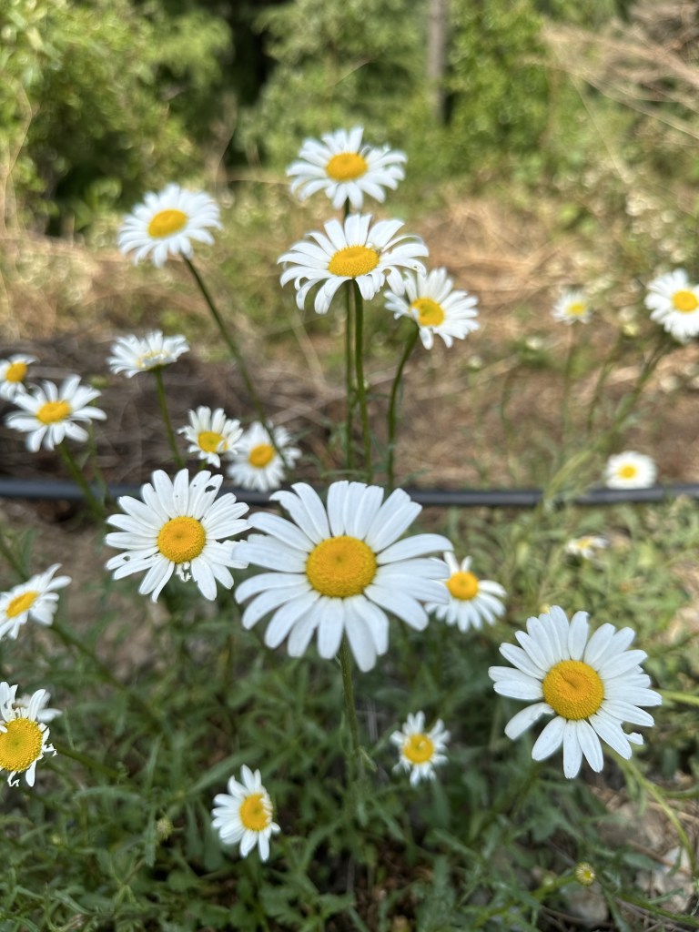 Common (Wild) Daisy flower. Jaunsar region. District Dehradun, Uttarakhand