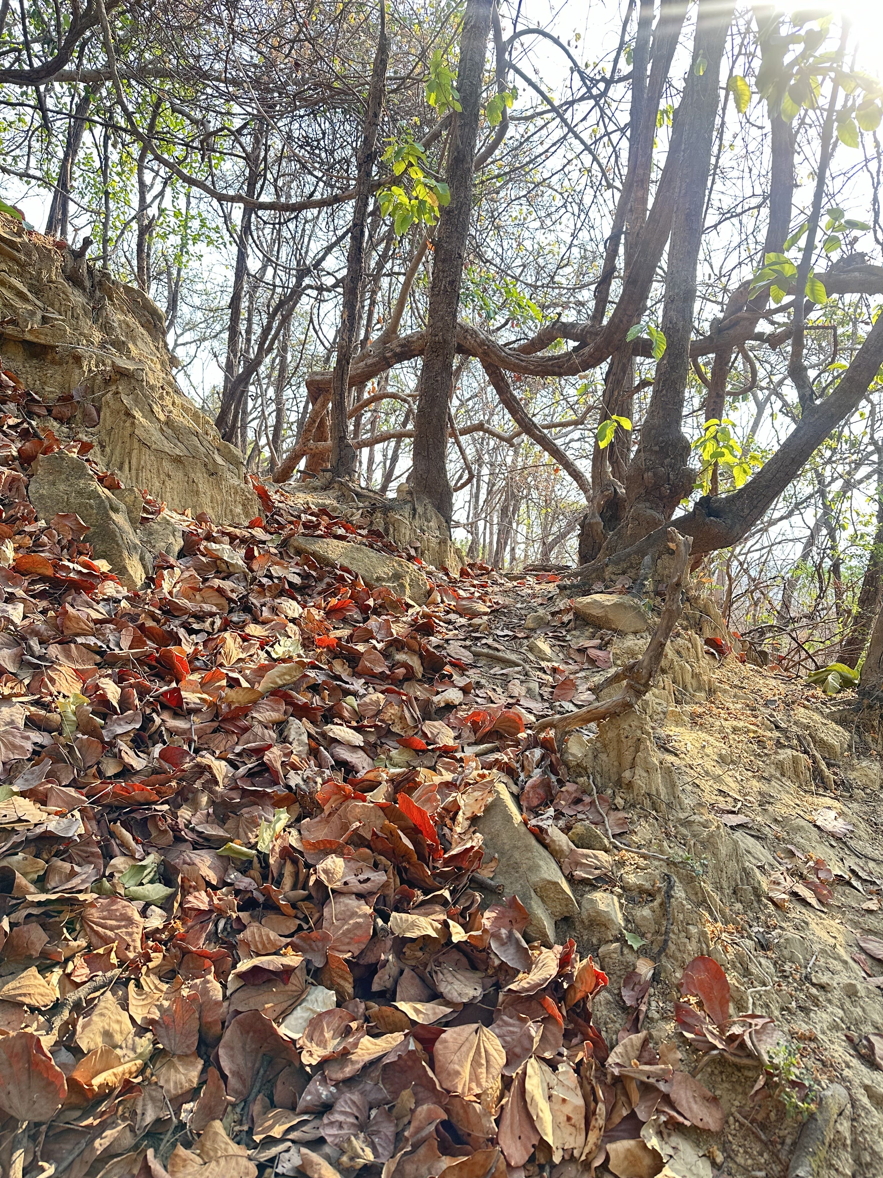 Trek to Sura Devi Temple via Malsi. Shor trek in Dehradun city.
