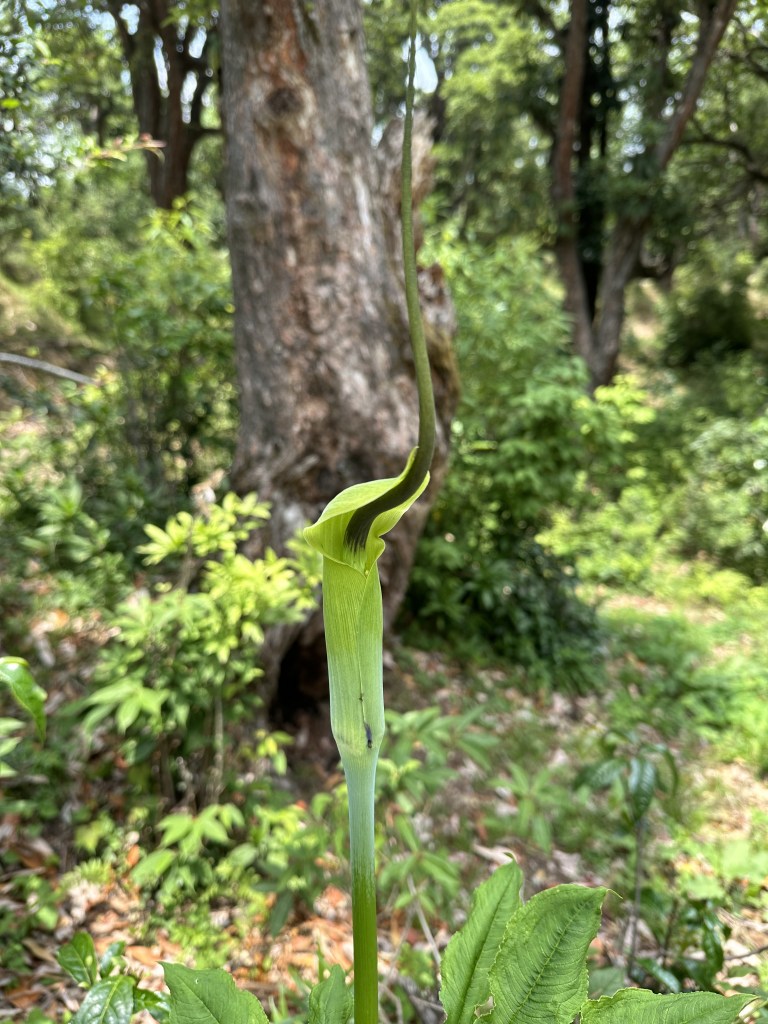 Arisaema tortuosum , commonly known as whipcord Cobra Lily. found in the forests enroute Patangniya Meadows. District Rudraprayag, Uttarakhand.

#treksinUttarakhand, #treksinRudraprayag, #weekenhikes #shorthikes