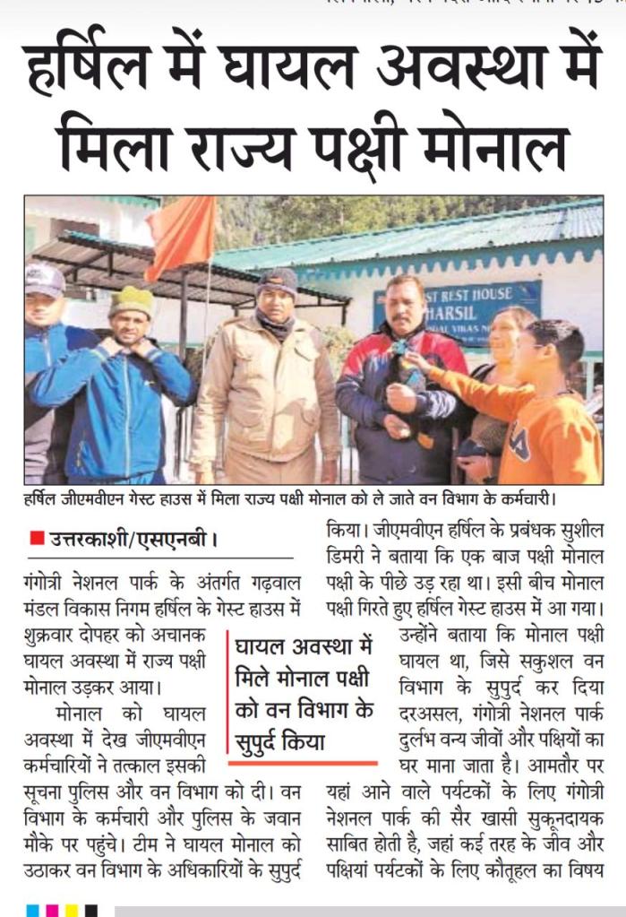 Himalayan Monal rescue, Sushil Dimri , GMVN Harsil hotel. Harsil is a hidden gem in Uttarakhand. Located in district Uttarkashi, Uttarakhand.