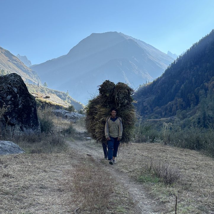Villagers carrying grass back to their village. these fields beyond to inhabitants of Osla Village. District Uttarkashi, Uttarakhand

#visitUttarakhand #remotevillages #oslavillage #harkiduntrek #treksinUttarakhand #Uttarakhandtreks
