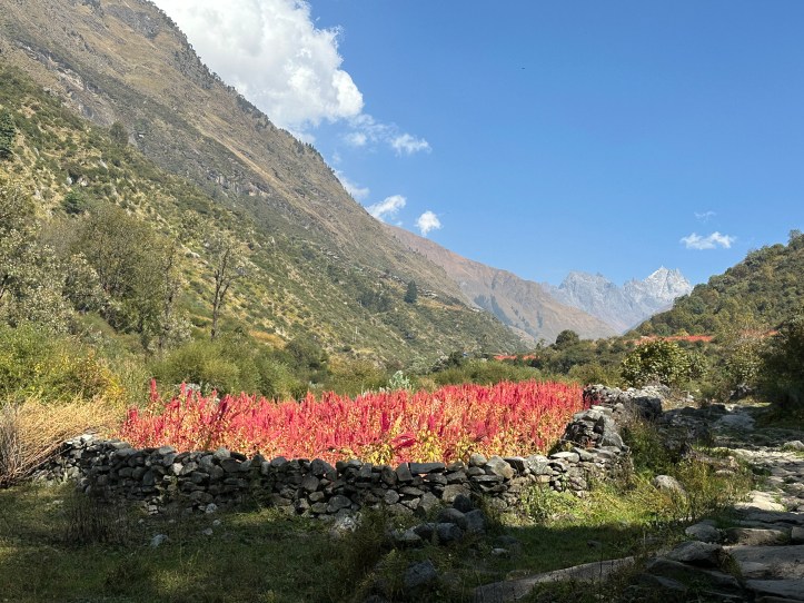 Chaulai farms visible in the valley. It's scientific name is Amaranthus . Also known locally by the name - Ramdana. 
Har ki Doon valley, district Uttarkashi, Uttarakhand