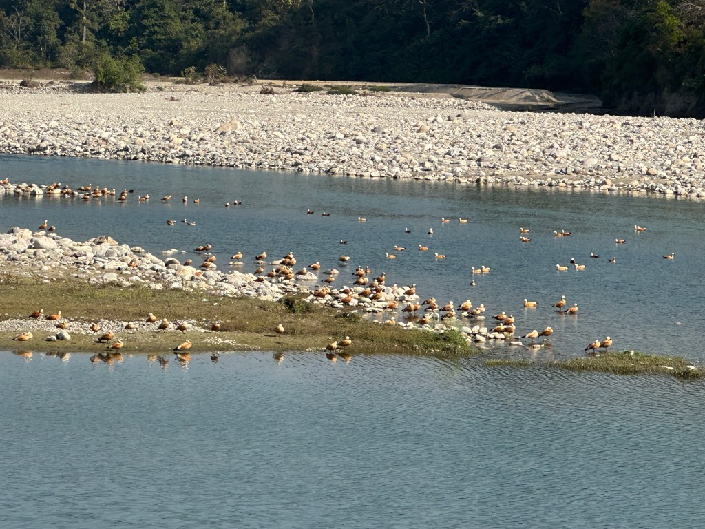 Ruddy Shelduck is a winter migratory bird. View of the flock at Ramnagar Barrage (Dam). Located in Ramnagar, district Nainital, Uttarakhand. #jimcorbettnationalpark #corbetttigerreserve #tigersanctuary #migratorybirds #avian #kosiriver