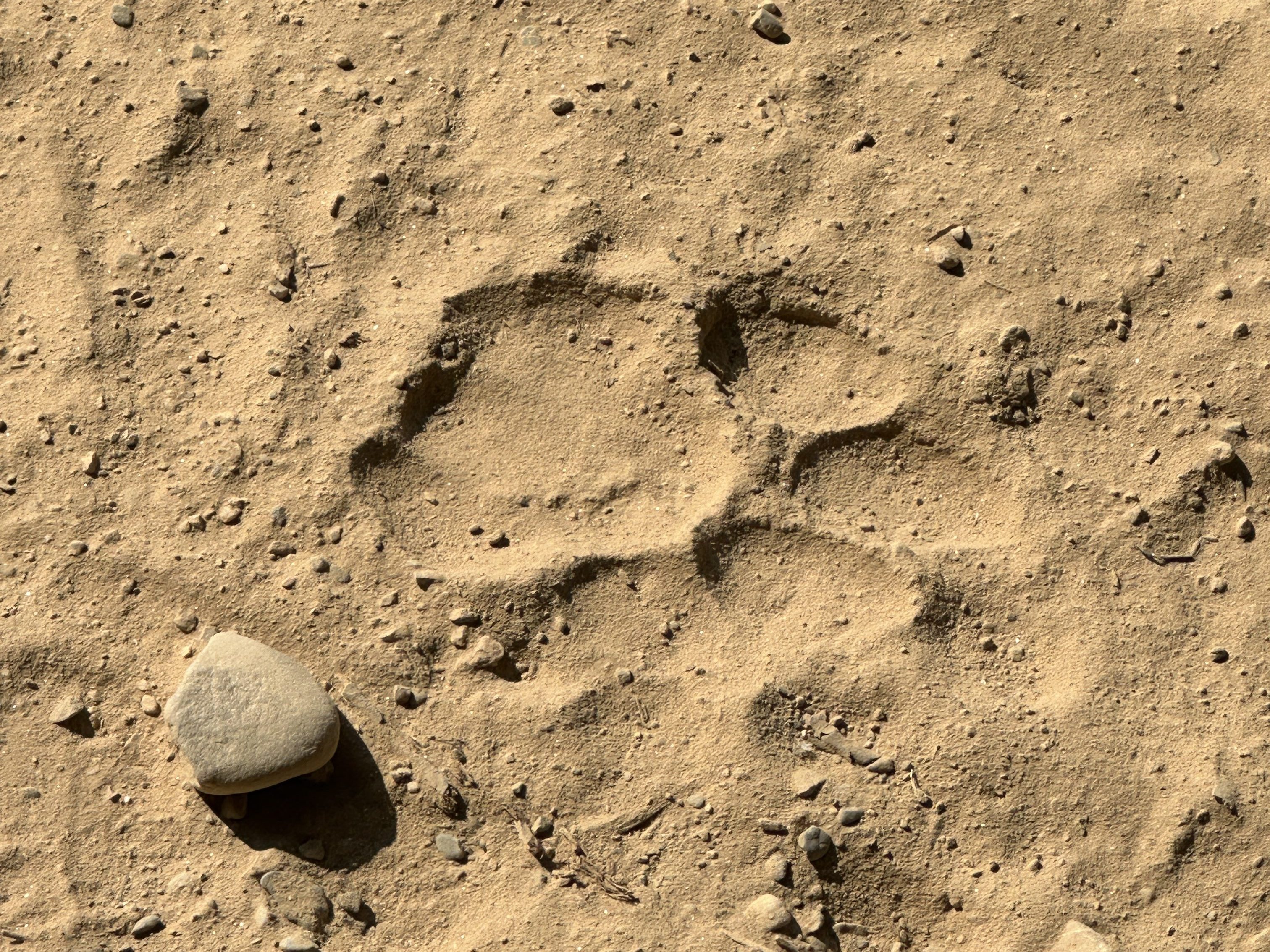 Tiger's pugmarks or footprints. Corbett Tiger Reserve (CTR) is one of the best santuaries that houses the Royal Bengal Tiger. #JimCorbettNationalPark #CTR #DhikalaZone. Located in Ramnagar, district Nainital, Uttarakhand