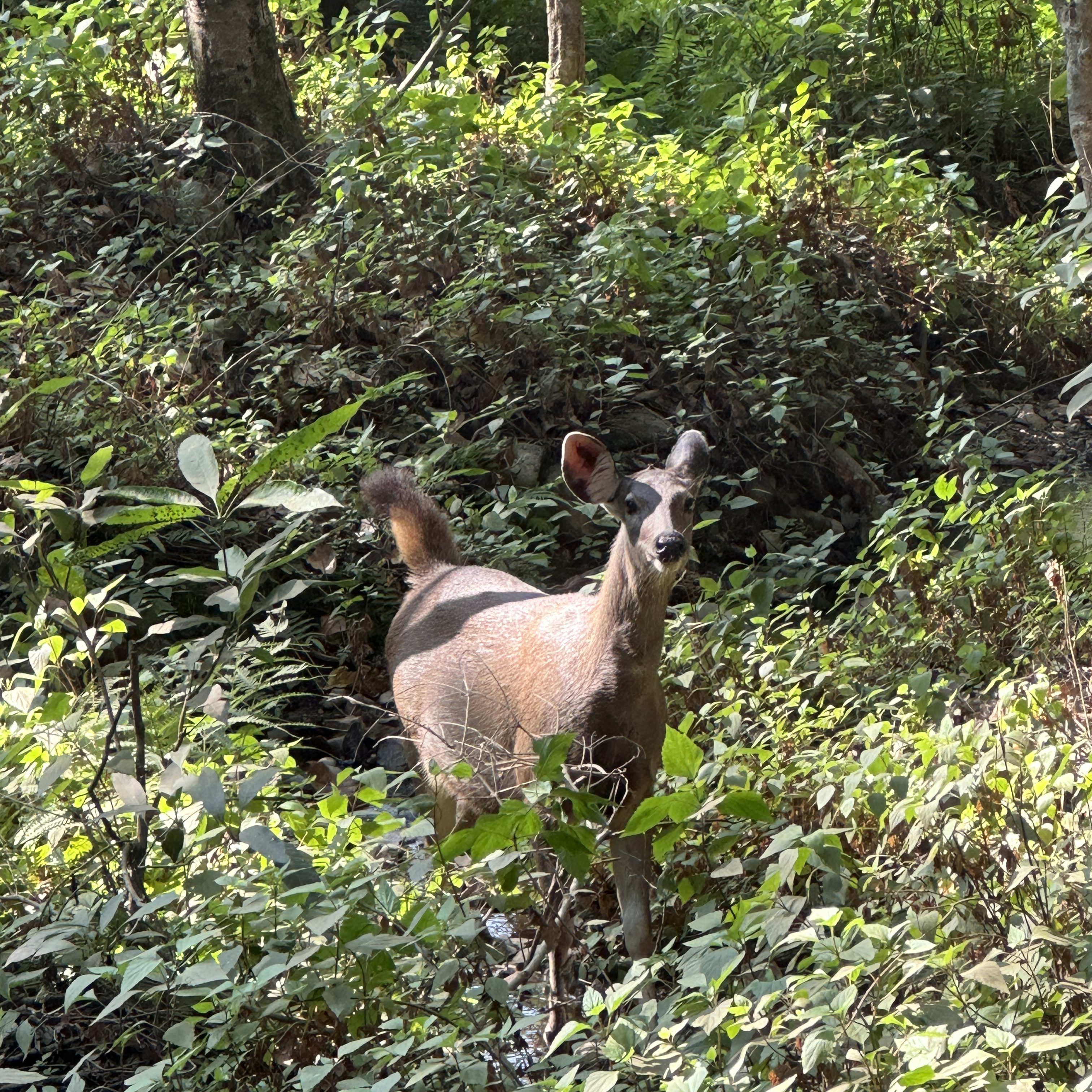 Sambar Deer at Corbett Tiger Reserve. Jim Corbett national park is situated in Ramnagar, district Nainital, Uttarakhand. #dhikalazone #jimcorbettnationalpark #tigersanctuary #wildlife #jackals #nature #CTR