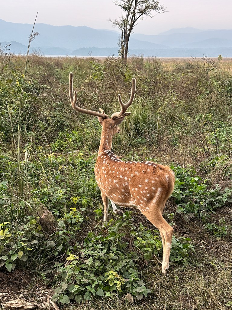 Spotted Deer (Chital) at Corbett Tiger Reserve. Jim Corbett national park is situated in Ramnagar, district Nainital, Uttarakhand. #dhikalazone #jimcorbettnationalpark #tigersanctuary #wildlife #jackals #nature #CTR