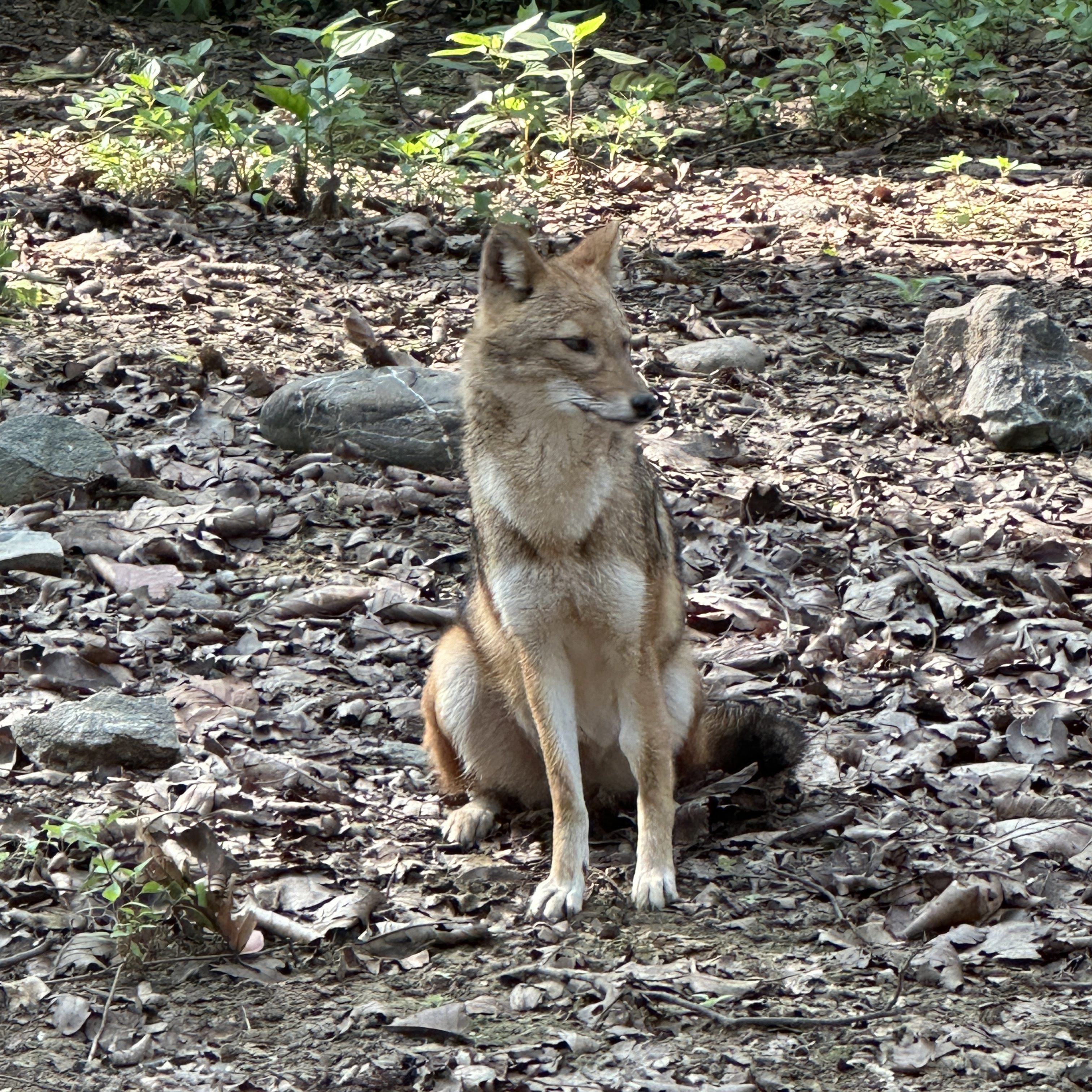 Jackal at Corbett Tiger Reserve. Jim Corbett national park is situated in Ramnagar, district Nainital, Uttarakhand. #dhikalazone #jimcorbettnationalpark #tigersanctuary #wildlife #jackals #nature #CTR