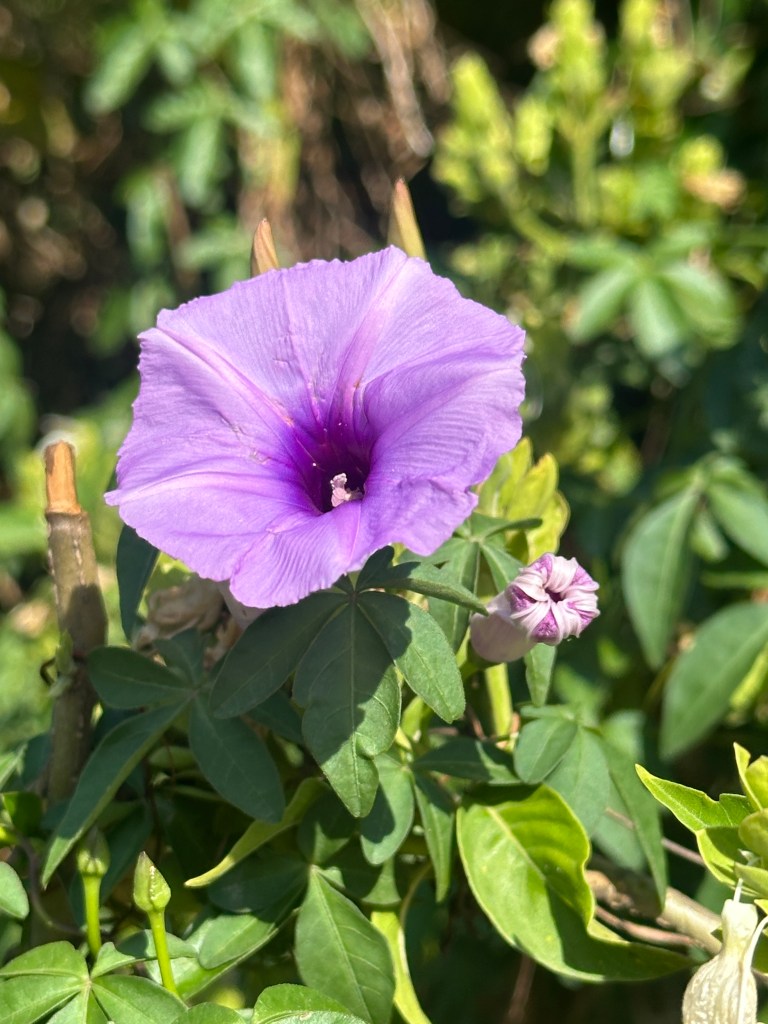 Flowers in Dehradun. #nature #fullbloom #Coast Morning Glory #railway Creeper #vines