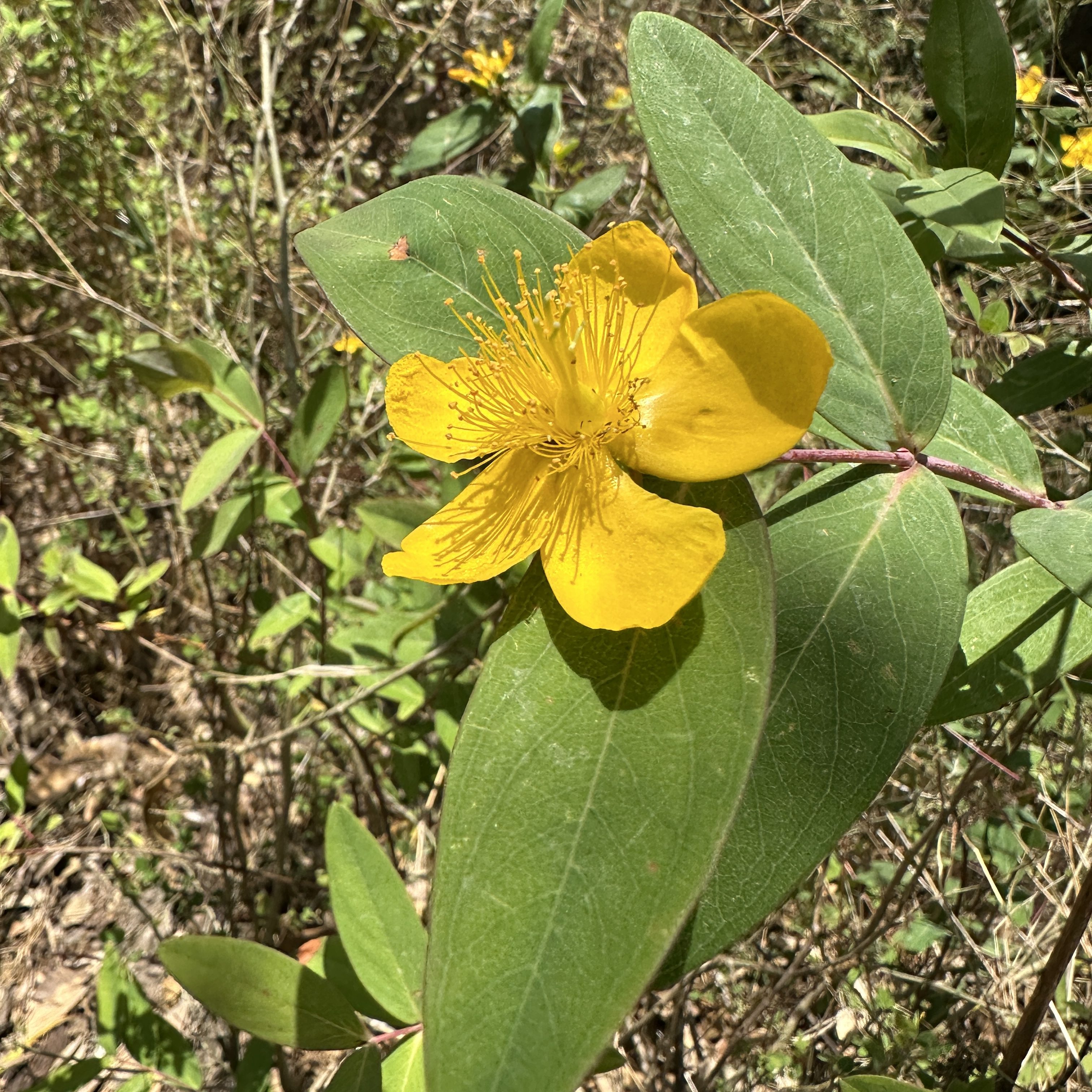 St. John’s Wort—A shrub in full bloom. It typically has five petals, with a bunch of stamens protruding upwards from the center.#flowersofthewild #khaitparvattrek #devbhoomitreks #Uttarakhandtreks #Shortreks #tehritrek