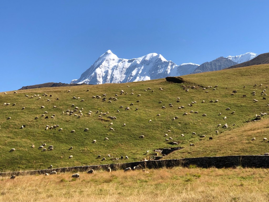 Trishul Peak as seen from Bedni Bugyal in Uttarakhand. #devbhoomi #Himalayas #mountainview #bednibugyal #chamoli #trekking #hiking #treksinUttarakhand