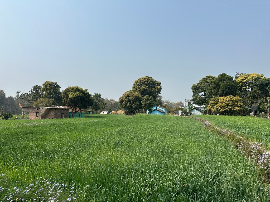 Rampur village, located inside the Sitabani (Sitavani) forest reserve. From Patkote, you can travel to Sitabani temple complex via the tiny hamlet of Rampur. District Nainital, Uttarakhand. #villagesofUttarakhand #rampurvillage #jimcorbett nationalpark