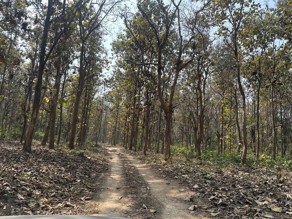 Dense forests of Sal and Teak. enroute to Sitabani (Sitavani) temple complex. nestled inside the Sitabani forest reserve, buffer zone of Jim Corbett National Park. Ramnagar, district Nainital, Uttarakhand #valmiki #templesofUttarakhand #Sitatemple #Siteshwarmahadev #Devbhoomi