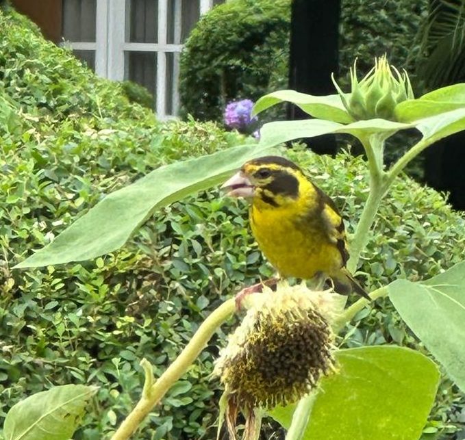 Yellow breasted Greenfinch , Binsar Valley. District Almora, Uttarakhand