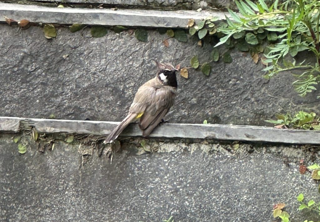 Himalayan Bulbul , Binsar Valley. District Almora, Uttarakhand